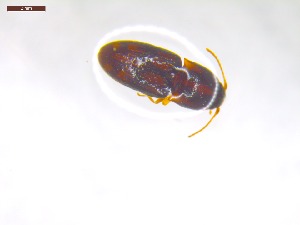  ( - SWOB001)  @11 [ ] Copyright (2019) Julia Mlynarek AAFC