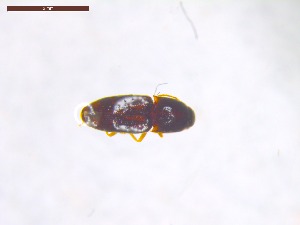  ( - SWOB007)  @11 [ ] Copyright (2019) Julia Mlynarek AAFC