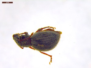  ( - SWOB018)  @11 [ ] Copyright (2019) Julia Mlynarek AAFC