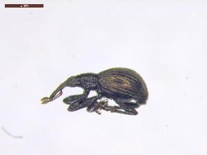  ( - SWOB021)  @11 [ ] Copyright (2019) Julia Mlynarek AAFC