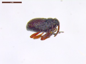  ( - SWOB032)  @11 [ ] Copyright (2019) Julia Mlynarek AAFC