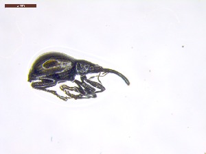  ( - SWOB033)  @11 [ ] Copyright (2019) Julia Mlynarek AAFC