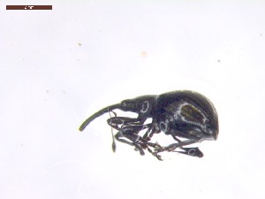  ( - SWOB036)  @11 [ ] Copyright (2019) Julia Mlynarek AAFC