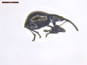  ( - SWOB087)  @11 [ ] Copyright (2019) Julia Mlynarek AAFC