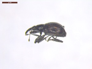  ( - SWOB090)  @11 [ ] Copyright (2019) Julia Mlynarek AAFC