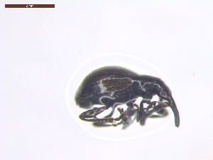  ( - SWOB091)  @11 [ ] Copyright (2019) Julia Mlynarek AAFC