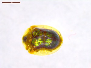  ( - SWOB182)  @11 [ ] Copyright (2019) Julia Mlynarek AAFC