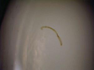  ( - 08-SWRC-0375)  @12 [ ] CreativeCommons - Attribution (2009) Stroud Water Research Center Stroud Water Research Center