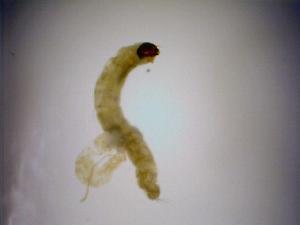  ( - 08-SWRC-0424)  @12 [ ] CreativeCommons - Attribution (2009) Stroud Water Research Center Stroud Water Research Center