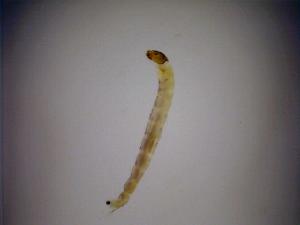  ( - 08-SWRC-0442)  @12 [ ] CreativeCommons - Attribution (2009) Stroud Water Research Center Stroud Water Research Center