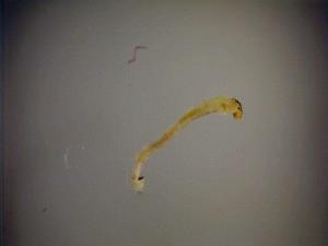  ( - 08-SWRC-0503)  @12 [ ] CreativeCommons - Attribution (2009) Stroud Water Research Center Stroud Water Research Center