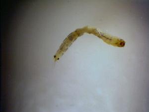  ( - 08-SWRC-0626)  @12 [ ] CreativeCommons - Attribution (2009) Stroud Water Research Center Stroud Water Research Center