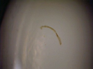  ( - 08-SWRC-0375)  @12 [ ] CreativeCommons - Attribution (2009) Stroud Water Research Center Stroud Water Research Center