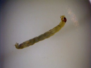  ( - 08-SWRC-0393)  @12 [ ] CreativeCommons - Attribution (2009) Stroud Water Research Center Stroud Water Research Center