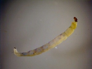  ( - 08-SWRC-0407)  @12 [ ] CreativeCommons - Attribution (2009) Stroud Water Research Center Stroud Water Research Center