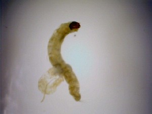  ( - 08-SWRC-0424)  @12 [ ] CreativeCommons - Attribution (2009) Stroud Water Research Center Stroud Water Research Center