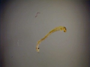  ( - 08-SWRC-0503)  @12 [ ] CreativeCommons - Attribution (2009) Stroud Water Research Center Stroud Water Research Center