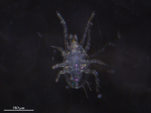  ( - BIOUG24571-E05)  @11 [ ] CreativeCommons - Attribution (2019) CBG Photography Group Centre for Biodiversity Genomics