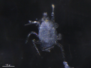  ( - BIOUG24573-E11)  @11 [ ] CreativeCommons - Attribution (2019) CBG Photography Group Centre for Biodiversity Genomics