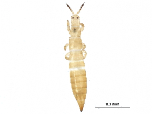  (Aptinothrips stylifer - BIOUG24575-C12)  @14 [ ] CreativeCommons - Attribution (2016) CBG Photography Group Centre for Biodiversity Genomics