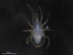  ( - BIOUG24577-E05)  @11 [ ] CreativeCommons - Attribution (2019) CBG Photography Group Centre for Biodiversity Genomics