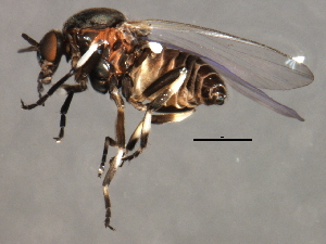  ( - 09PROBE-01584_prey1)  @13 [ ] CreativeCommons - Attribution (2009) CBG Photography Group Centre for Biodiversity Genomics