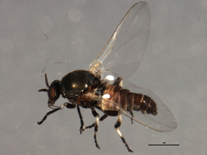  ( - 09PROBE-01626_prey1)  @13 [ ] CreativeCommons - Attribution (2009) CBG Photography Group Centre for Biodiversity Genomics