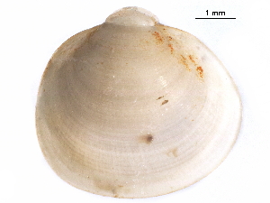  ( - BIOUG27736-D02)  @11 [ ] CreativeCommons - Attribution (2018) CBG Photography Group Centre for Biodiversity Genomics