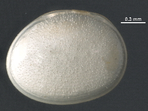  ( - BIOUG27736-D09)  @11 [ ] CreativeCommons - Attribution (2018) CBG Photography Group Centre for Biodiversity Genomics