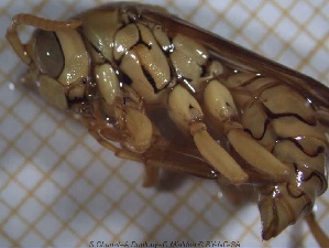  ( - sc_00203)  @12 [ ] CreativeCommons - Attribution Non-Commercial Share-Alike (2014) Sylvain Charlat Laboratoire de Biométrie et Biologie évolutive, CNRS, Université Lyon 1