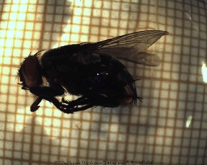  ( - sc_00249)  @12 [ ] CreativeCommons - Attribution Non-Commercial Share-Alike (2014) Sylvain Charlat Laboratoire de Biométrie et Biologie évolutive, CNRS, Université Lyon 1