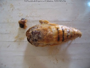  ( - sc_00455)  @12 [ ] CreativeCommons - Attribution Non-Commercial Share-Alike (2014) Sylvain Charlat Laboratoire de Biométrie et Biologie évolutive, CNRS, Université Lyon 1