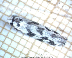  ( - sc_02428)  @12 [ ] CreativeCommons - Attribution Non-Commercial Share-Alike (2014) Sylvain Charlat Laboratoire de Biométrie et Biologie évolutive, CNRS, Université Lyon 1