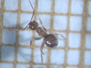  ( - sc_03594)  @12 [ ] CreativeCommons - Attribution Non-Commercial Share-Alike (2014) Sylvain Charlat Laboratoire de Biométrie et Biologie évolutive, CNRS, Université Lyon 1