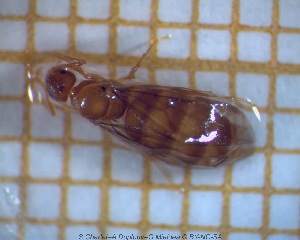  ( - sc_04181)  @12 [ ] CreativeCommons - Attribution Non-Commercial Share-Alike (2014) Sylvain Charlat Laboratoire de Biométrie et Biologie évolutive, CNRS, Université Lyon 1