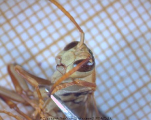  ( - sc_04239)  @12 [ ] CreativeCommons - Attribution Non-Commercial Share-Alike (2014) Sylvain Charlat Laboratoire de Biométrie et Biologie évolutive, CNRS, Université Lyon 1