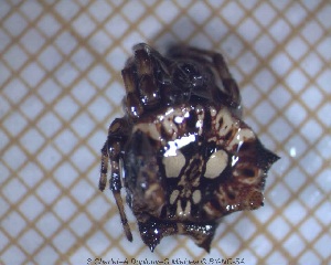  ( - sc_05511)  @11 [ ] CreativeCommons - Attribution Non-Commercial Share-Alike (2014) Sylvain Charlat Laboratoire de Biom&eacute;trie et Biologie &eacute;volutive, CNRS, Universit&eacute; Lyon 1