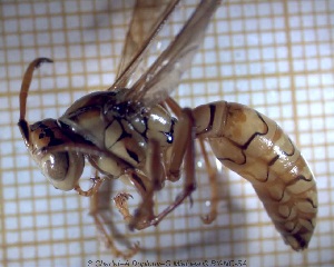  ( - sc_05889)  @12 [ ] CreativeCommons - Attribution Non-Commercial Share-Alike (2014) Sylvain Charlat Laboratoire de Biométrie et Biologie évolutive, CNRS, Université Lyon 1