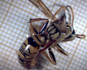  ( - sc_05891)  @12 [ ] CreativeCommons - Attribution Non-Commercial Share-Alike (2014) Sylvain Charlat Laboratoire de Biométrie et Biologie évolutive, CNRS, Université Lyon 1