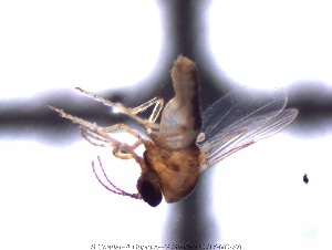  (Dasyhelea ludingensis - sc_06198)  @12 [ ] CreativeCommons - Attribution Non-Commercial Share-Alike (2014) Sylvain Charlat Laboratoire de Biométrie et Biologie évolutive, CNRS, Université Lyon 1