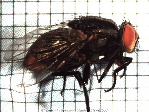  (Oxysarcodexia aurata - sc_06693)  @14 [ ] CreativeCommons - Attribution Non-Commercial Share-Alike (2014) Sylvain Charlat Laboratoire de Biométrie et Biologie évolutive, CNRS, Université Lyon 1