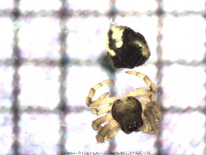  ( - sc_09955)  @11 [ ] CreativeCommons - Attribution Non-Commercial Share-Alike (2014) Sylvain Charlat Laboratoire de Biom&eacute;trie et Biologie &eacute;volutive, CNRS, Universit&eacute; Lyon 1