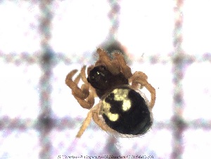  ( - sc_09956)  @11 [ ] CreativeCommons - Attribution Non-Commercial Share-Alike (2014) Sylvain Charlat Laboratoire de Biom&eacute;trie et Biologie &eacute;volutive, CNRS, Universit&eacute; Lyon 1