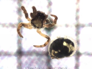  ( - sc_09957)  @11 [ ] CreativeCommons - Attribution Non-Commercial Share-Alike (2014) Sylvain Charlat Laboratoire de Biom&eacute;trie et Biologie &eacute;volutive, CNRS, Universit&eacute; Lyon 1