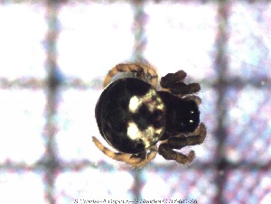  ( - sc_10114)  @11 [ ] CreativeCommons - Attribution Non-Commercial Share-Alike (2014) Sylvain Charlat Laboratoire de Biom&eacute;trie et Biologie &eacute;volutive, CNRS, Universit&eacute; Lyon 1