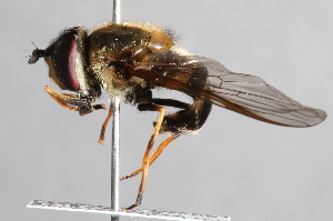  ( - CNC Diptera 224804)  @13 [ ] CreativeCommons - Attribution Non-Commercial Share-Alike (2014) Jeffrey H. Skevington Agriculture and Agri-Food Canada