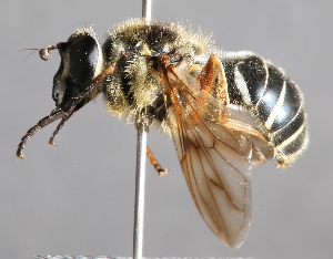  (Sphecomyia aino - CNC Diptera 224813)  @14 [ ] CreativeCommons - Attribution Non-Commercial Share-Alike (2014) Jeffrey H. Skevington Agriculture and Agri-Food Canada