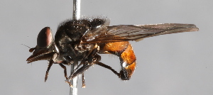  (Rhingia austriaca - CNC Diptera 224819)  @14 [ ] CreativeCommons - Attribution Non-Commercial Share-Alike (2014) Jeffrey H. Skevington Agriculture and Agri-Food Canada