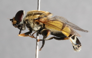  (Helophilus trivittatus - CNC Diptera 224939)  @15 [ ] CreativeCommons - Attribution Non-Commercial Share-Alike (2014) Jeffrey H. Skevington Agriculture and Agri-Food Canada