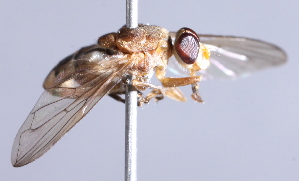  ( - CNC Diptera 224957)  @13 [ ] CreativeCommons - Attribution Non-Commercial Share-Alike (2014) Jeffrey H. Skevington Agriculture and Agri-Food Canada